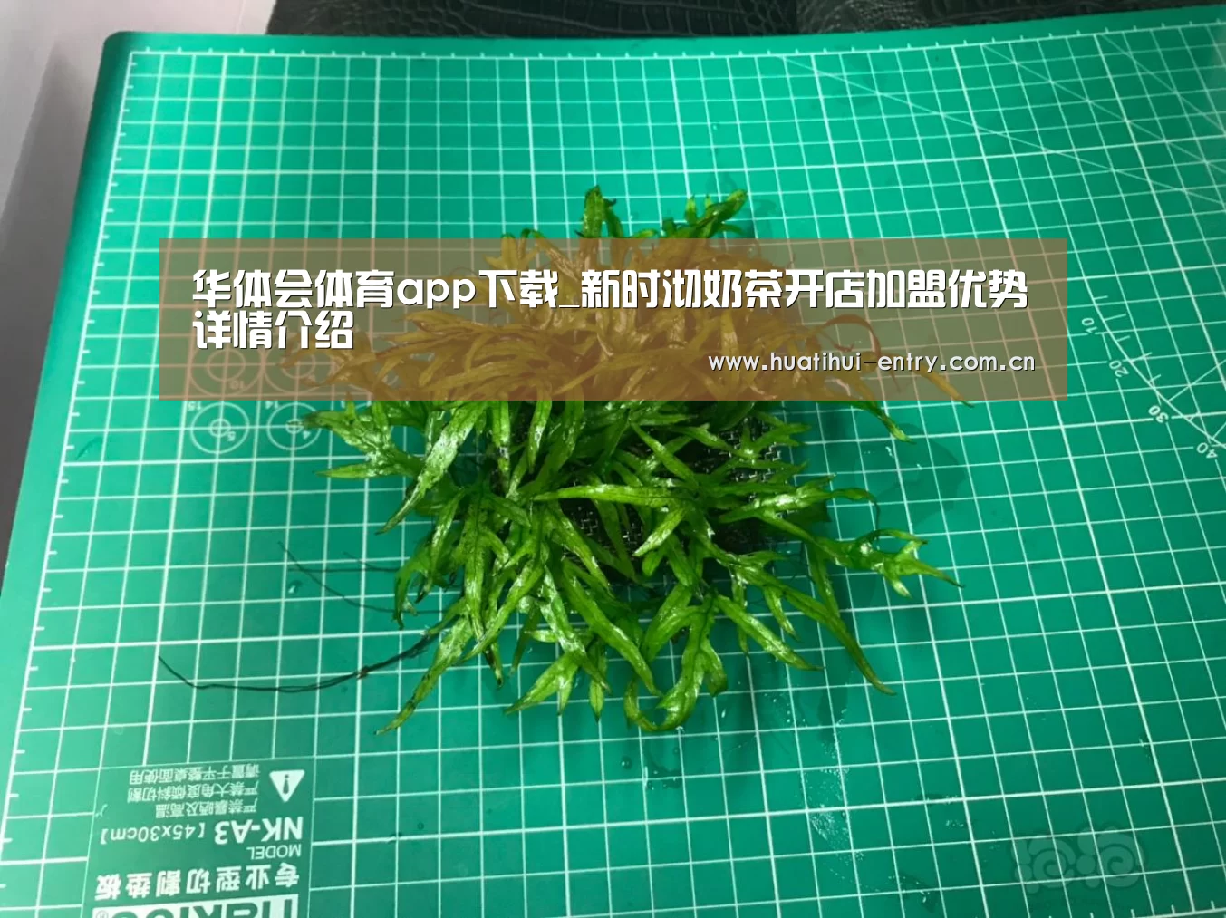 华体会体育app下载_新时沏奶茶开店加盟优势详情介绍(图3) 华体会官网下载
